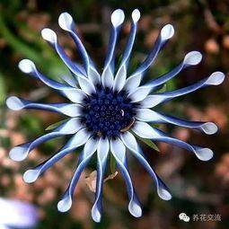 和平小花花爆料视频在哪看,揭秘热门视频观看途径