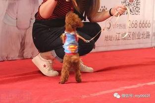 阳江最近明星演出,近期明星演出生动回顾