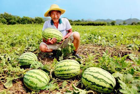 文化路吃瓜青年,吃瓜青年的美食天堂
