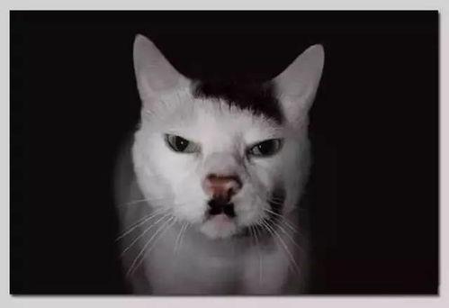 明星的猫的名字,揭秘明星们的爱宠猫咪名字背后的故事