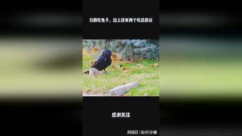 搞笑的乌鸦吃瓜,瓜田里的欢乐食客