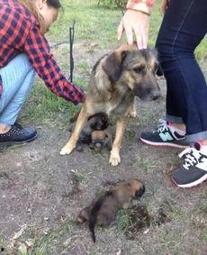 最新台湾狗崽爆料新闻视频,最新视频揭露惊人内幕