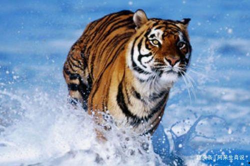 虎头加山猜明星,揭秘神秘明星背后的传奇故事