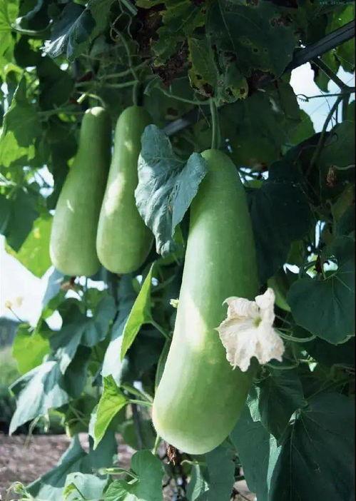 吃蒲瓜,探寻夏日清新口感