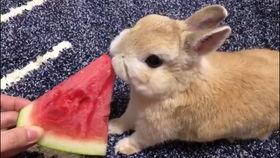骑着小兔子吃瓜,一场别开生面的吃瓜之旅
