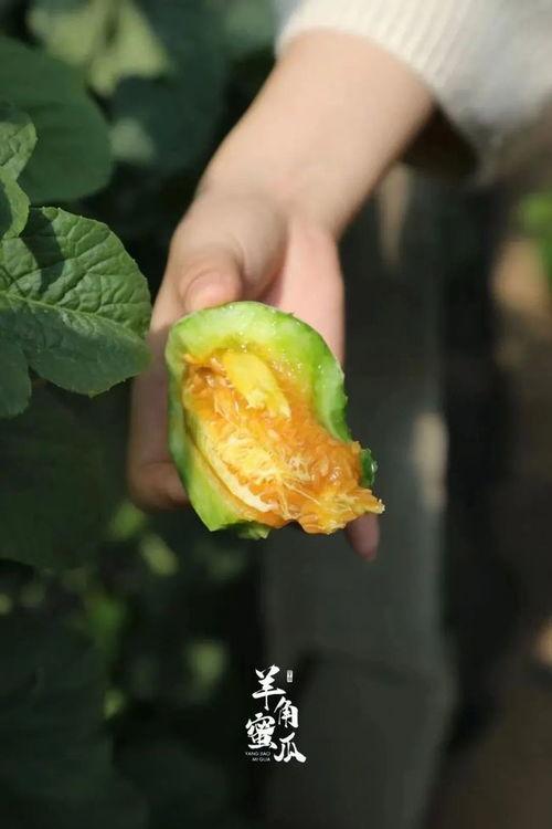 凌晨吃羊角瓜好吗女生,女性养生新选择？