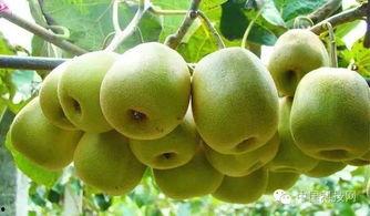 猕猴桃爆料新闻报道内容,揭秘行业最新爆料