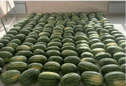 乐清新闻吃瓜,揭秘吃瓜群众的狂欢盛宴