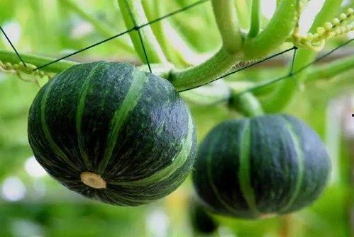 孝义最近吃瓜视频