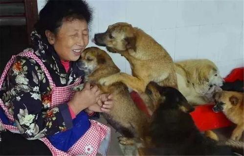 爆料救助狗狗视频播放,网友直播救助狗狗，温情满满引网友泪目