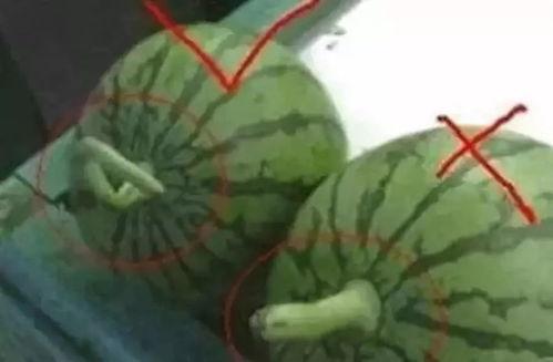 什么是合格的吃瓜,如何成为一位合格的吃瓜群众