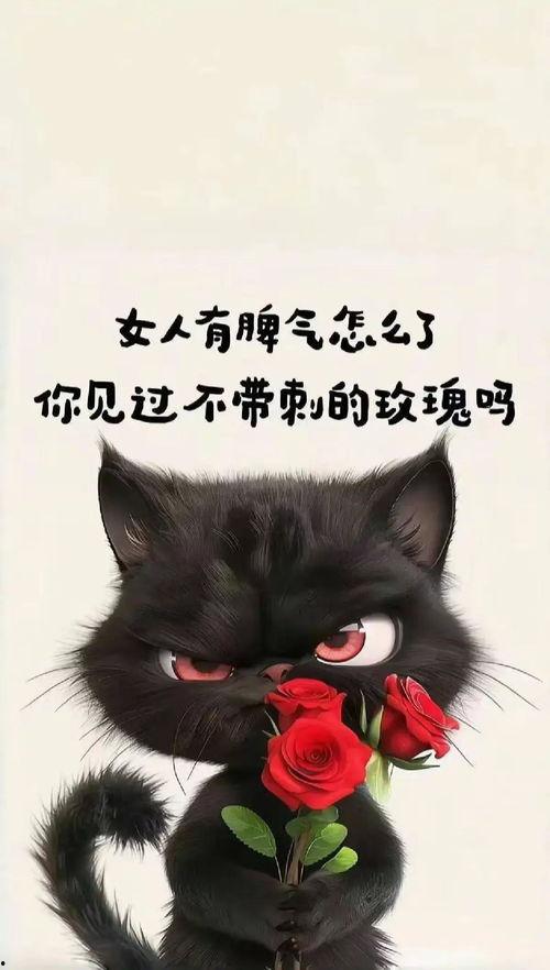 头条小黑猫图片大全,小黑猫图片大全，带你领略喵星人的魅力