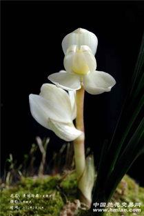 素冠荷鼎的头条,揭秘古代宫廷珍宝的传奇故事